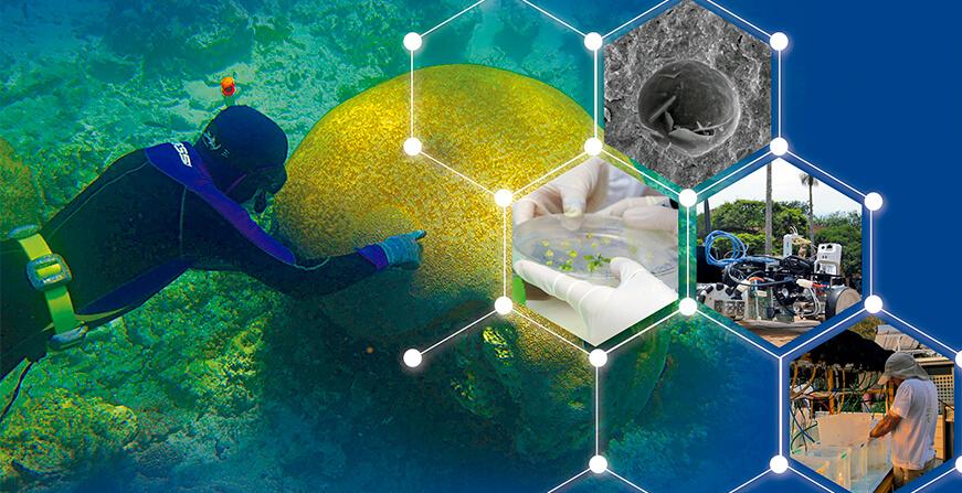 Collage de fotografías, buceador, máquinas, cultivo de celulas